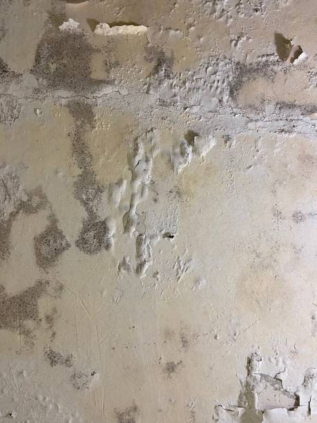 Best Black Mold Remediation in Deenwood, GA