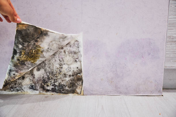 Best Commercial Mold Remediation in Deenwood, GA